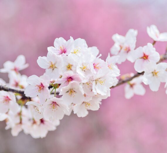 Charity Flowers